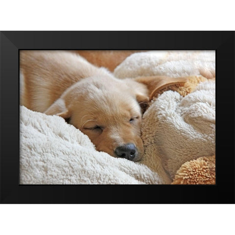 Dog Lab Puppy Sleeping Black Modern Wood Framed Art Print by Schell, Jennie Marie