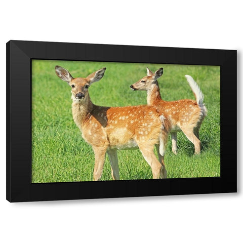 Fawn Twins Black Modern Wood Framed Art Print with Double Matting by Schell, Jennie Marie