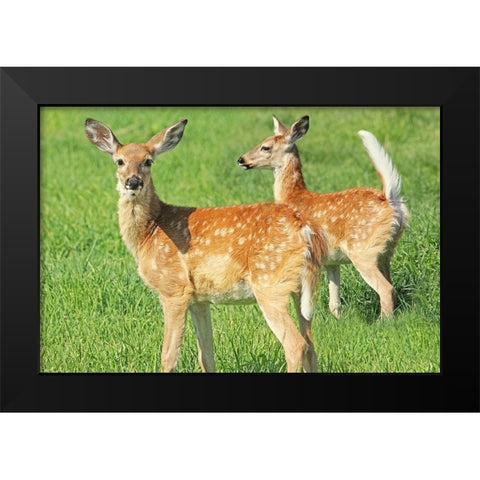 Fawn Twins Black Modern Wood Framed Art Print by Schell, Jennie Marie