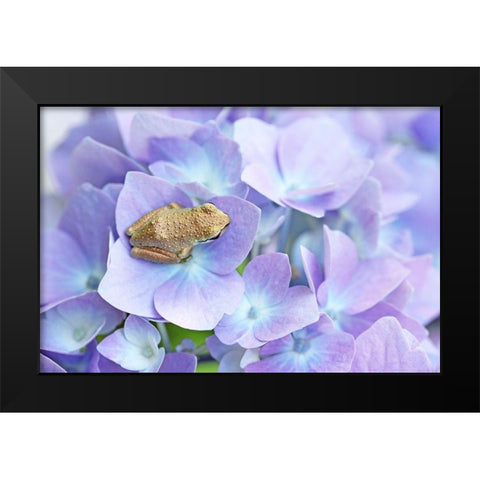Little Frog On Flower Black Modern Wood Framed Art Print by Schell, Jennie Marie