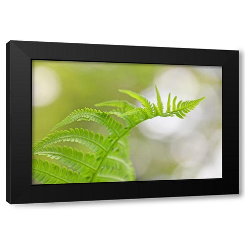Plant Fern Nature Black Modern Wood Framed Art Print by Schell, Jennie Marie
