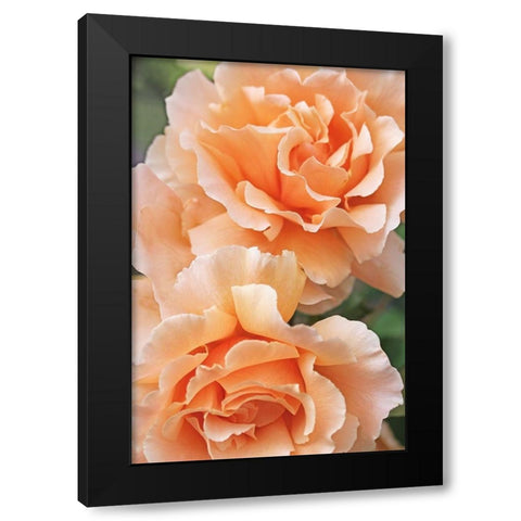 Rose Orange 7 Black Modern Wood Framed Art Print by Schell, Jennie Marie