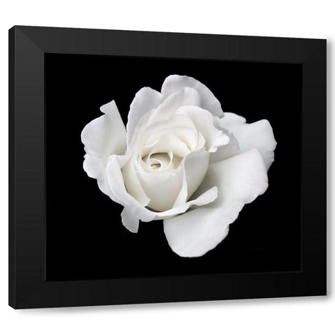 Rose White 5 Black Modern Wood Framed Art Print with Double Matting by Schell, Jennie Marie