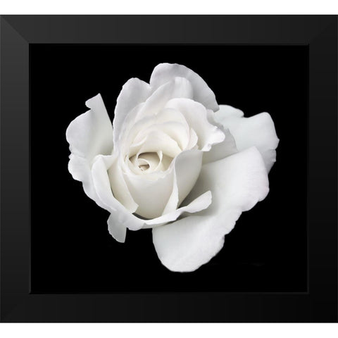 Rose White 5 Black Modern Wood Framed Art Print by Schell, Jennie Marie