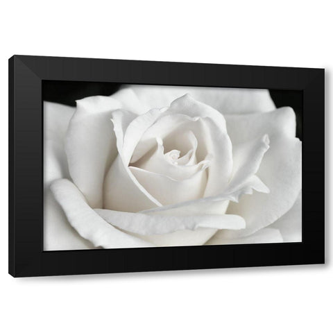 Rose White 6 Black Modern Wood Framed Art Print by Schell, Jennie Marie