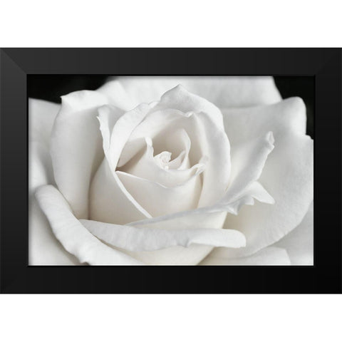 Rose White 6 Black Modern Wood Framed Art Print by Schell, Jennie Marie