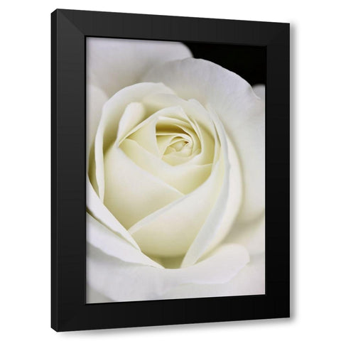 Rose White 7 Black Modern Wood Framed Art Print with Double Matting by Schell, Jennie Marie