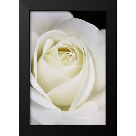 Rose White 7 Black Modern Wood Framed Art Print by Schell, Jennie Marie