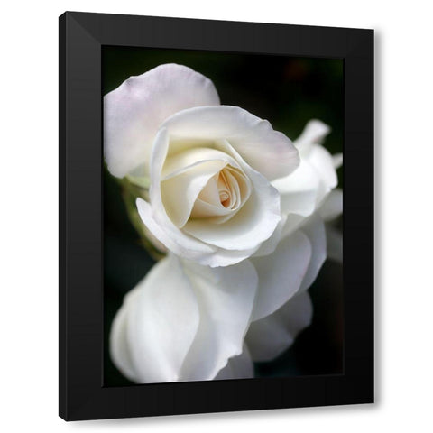 Rose White 8 Black Modern Wood Framed Art Print by Schell, Jennie Marie