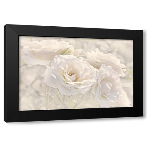 Rose White Ivory 9 Black Modern Wood Framed Art Print with Double Matting by Schell, Jennie Marie