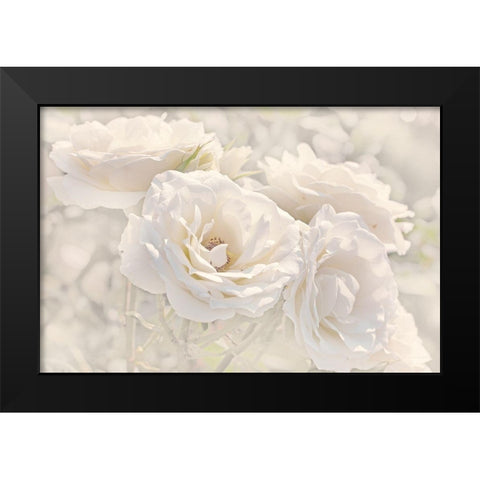 Rose White Ivory 9 Black Modern Wood Framed Art Print by Schell, Jennie Marie