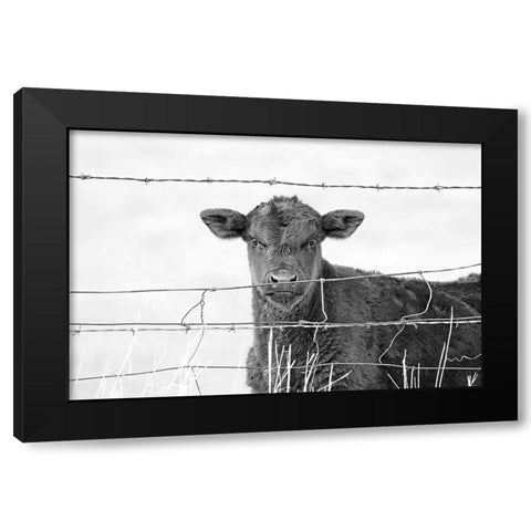 Calf Gaze Black And White Black Modern Wood Framed Art Print with Double Matting by Schell, Jennie Marie