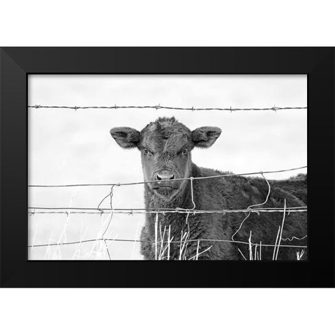 Calf Gaze Black And White Black Modern Wood Framed Art Print by Schell, Jennie Marie