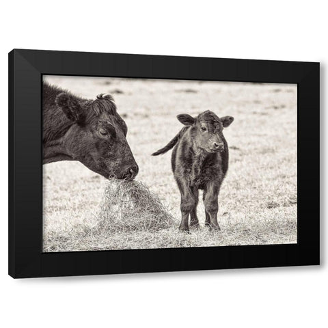 Cow and Calf Sepia Black Modern Wood Framed Art Print by Schell, Jennie Marie