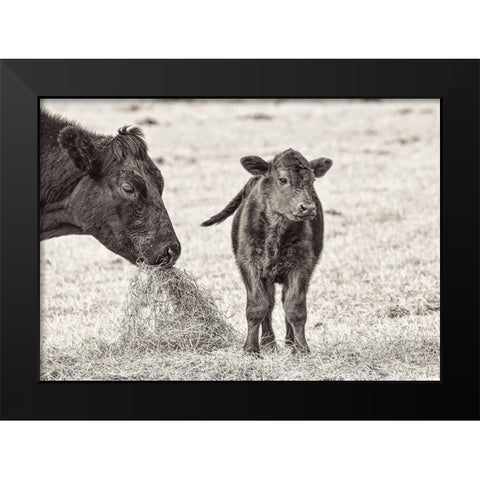 Cow and Calf Sepia Black Modern Wood Framed Art Print by Schell, Jennie Marie