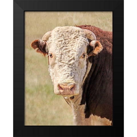 Hereford Bull Color Black Modern Wood Framed Art Print by Schell, Jennie Marie
