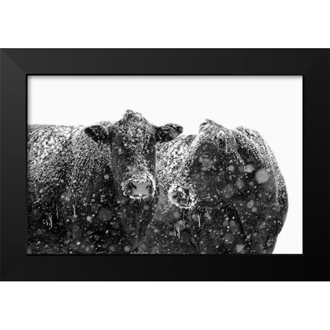 Black Cattle In Snow 1 Black Modern Wood Framed Art Print by Schell, Jennie Marie