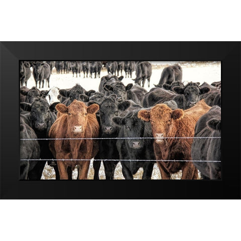 Curious Cattle Black Modern Wood Framed Art Print by Schell, Jennie Marie