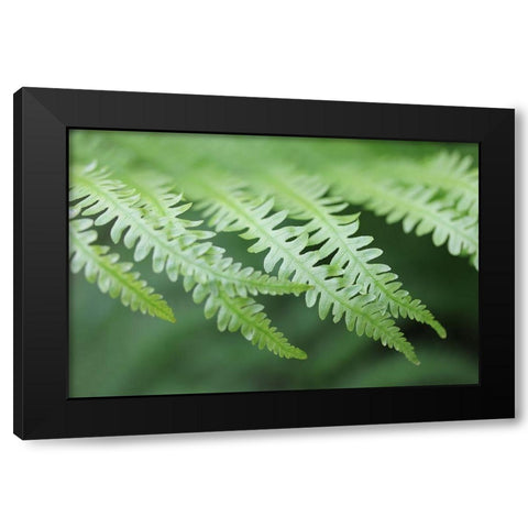 Green Fern Fronds Black Modern Wood Framed Art Print with Double Matting by Schell, Jennie Marie