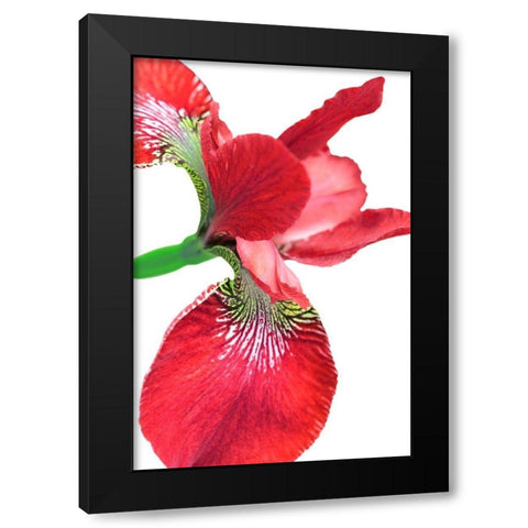 Iris Flower Red Black Modern Wood Framed Art Print with Double Matting by Schell, Jennie Marie