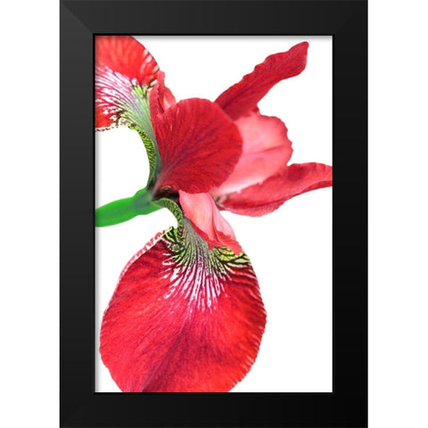Iris Flower Red Black Modern Wood Framed Art Print by Schell, Jennie Marie