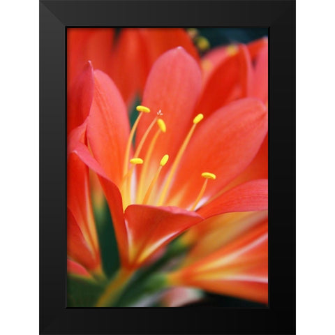 Orange Clivia Miniata Flower Black Modern Wood Framed Art Print by Schell, Jennie Marie