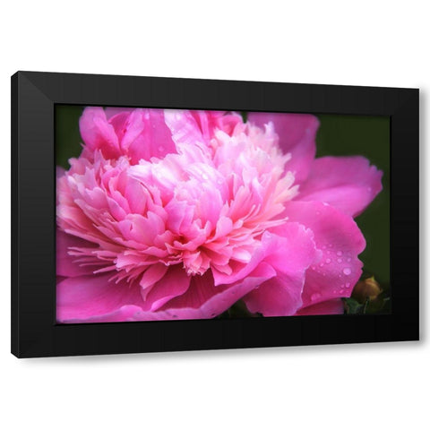Pink Peony Flower Black Modern Wood Framed Art Print by Schell, Jennie Marie