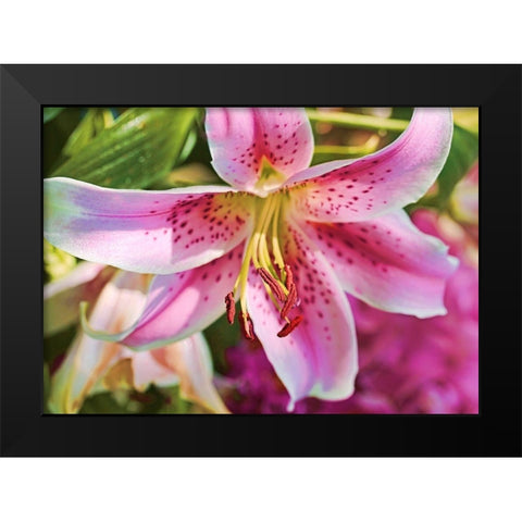 Pink Stargazer Lily Flower Black Modern Wood Framed Art Print by Schell, Jennie Marie