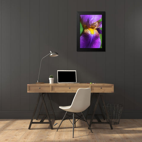 Purple Bearded Iris Flower Black Modern Wood Framed Art Print by Schell, Jennie Marie