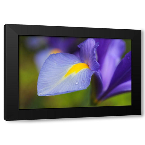 Purple Dutch Iris Flower Black Modern Wood Framed Art Print with Double Matting by Schell, Jennie Marie