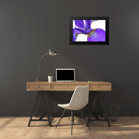 Purple Japanese Iris Flower Black Modern Wood Framed Art Print by Schell, Jennie Marie