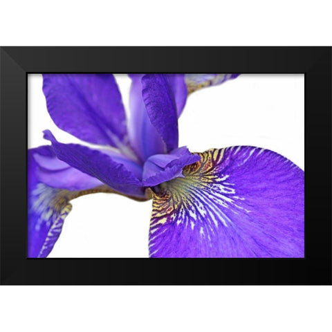 Purple Japanese Iris Flower Black Modern Wood Framed Art Print by Schell, Jennie Marie