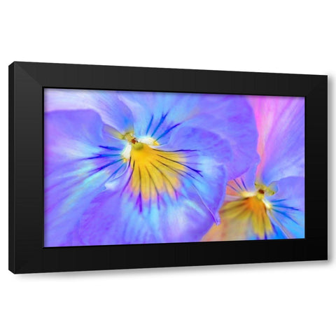 Purple Pansy Flower Black Modern Wood Framed Art Print with Double Matting by Schell, Jennie Marie