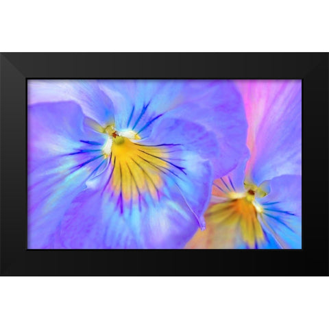 Purple Pansy Flower Black Modern Wood Framed Art Print by Schell, Jennie Marie