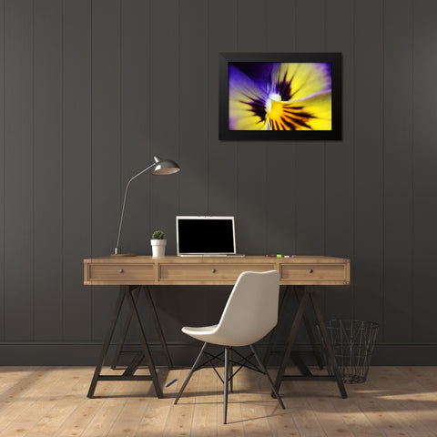 Purple Pansy Macro Flower Black Modern Wood Framed Art Print by Schell, Jennie Marie