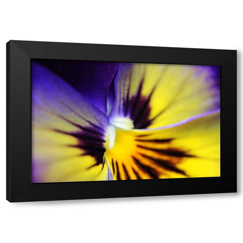 Purple Pansy Macro Flower Black Modern Wood Framed Art Print by Schell, Jennie Marie
