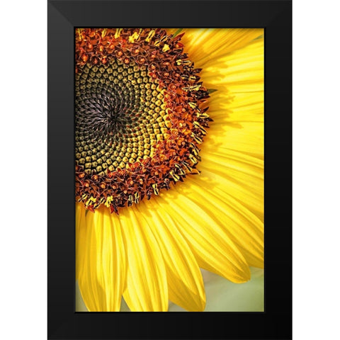 Sunflower Macro Flower Black Modern Wood Framed Art Print by Schell, Jennie Marie