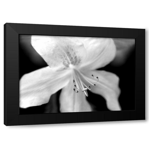 Azalea Flower Macro Black and White Black Modern Wood Framed Art Print by Schell, Jennie Marie