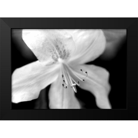 Azalea Flower Macro Black and White Black Modern Wood Framed Art Print by Schell, Jennie Marie