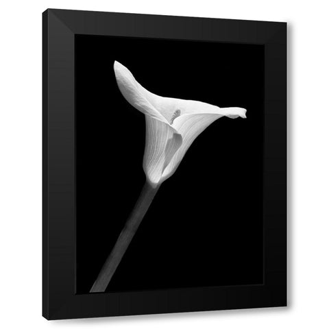 Calla Lily Flower Black and White 1 Black Modern Wood Framed Art Print by Schell, Jennie Marie