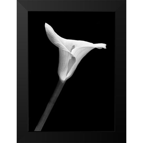 Calla Lily Flower Black and White 1 Black Modern Wood Framed Art Print by Schell, Jennie Marie