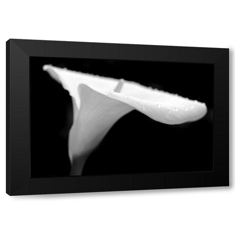 Calla Lily Flower Black and White 2 Black Modern Wood Framed Art Print with Double Matting by Schell, Jennie Marie