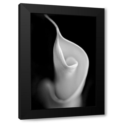 Calla Lily Flower Macro Black and White Black Modern Wood Framed Art Print by Schell, Jennie Marie