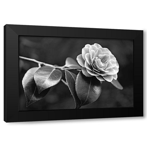 Camellia Flower Black and White Black Modern Wood Framed Art Print with Double Matting by Schell, Jennie Marie
