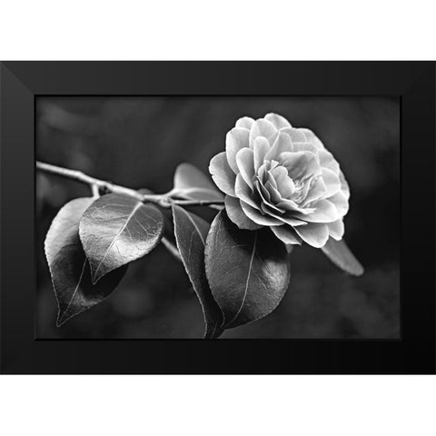 Camellia Flower Black and White Black Modern Wood Framed Art Print by Schell, Jennie Marie