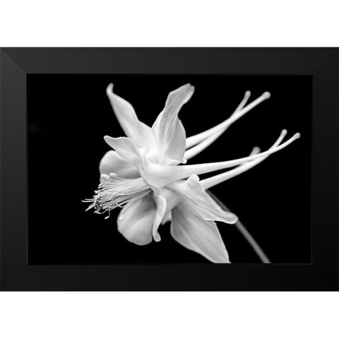 Columbine Wildflower Macro Black and White Black Modern Wood Framed Art Print by Schell, Jennie Marie