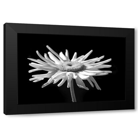 Daisy Flower Macro Black and White 1 Black Modern Wood Framed Art Print by Schell, Jennie Marie
