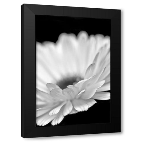 Daisy Flower Macro Black and White 2 Black Modern Wood Framed Art Print by Schell, Jennie Marie
