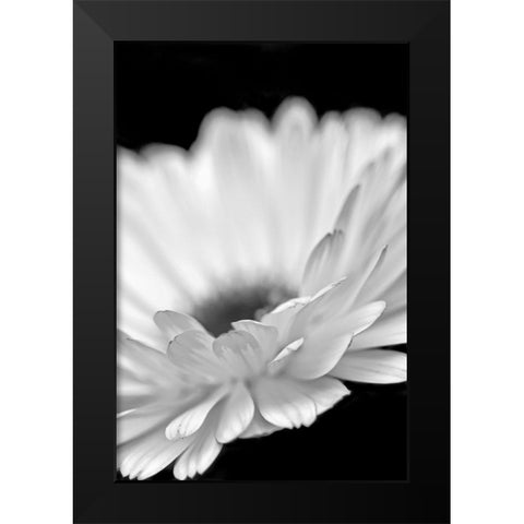 Daisy Flower Macro Black and White 2 Black Modern Wood Framed Art Print by Schell, Jennie Marie