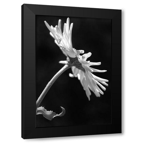 Daisy Flower Macro Black and White 3 Black Modern Wood Framed Art Print with Double Matting by Schell, Jennie Marie